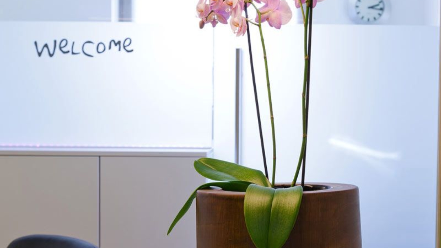 Flower Pot on Counter